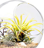 Plant Terrarium Display Glass Tabletop Succulent Air Plant Planter Globe