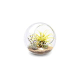 Plant Terrarium Display Glass Tabletop Succulent Air Plant Planter Globe