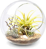 Plant Terrarium Display Glass Tabletop Succulent Air Plant Planter Globe
