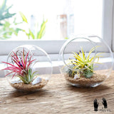 Plant Terrarium Display Glass Tabletop Succulent Air Plant Planter Globe