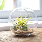 Plant Terrarium Display Glass Tabletop Succulent Air Plant Planter Globe
