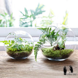 Plant Terrarium Display Glass Tabletop Succulent Air Plant Planter Globe